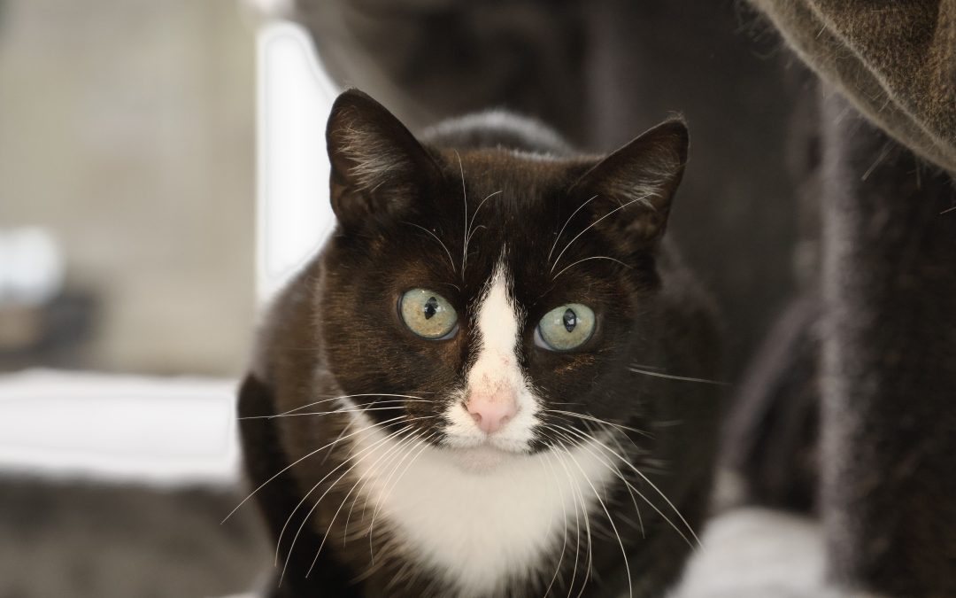 Meerdere volwassen katten