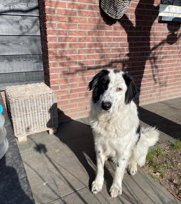 Vanko (Bemiddeling)