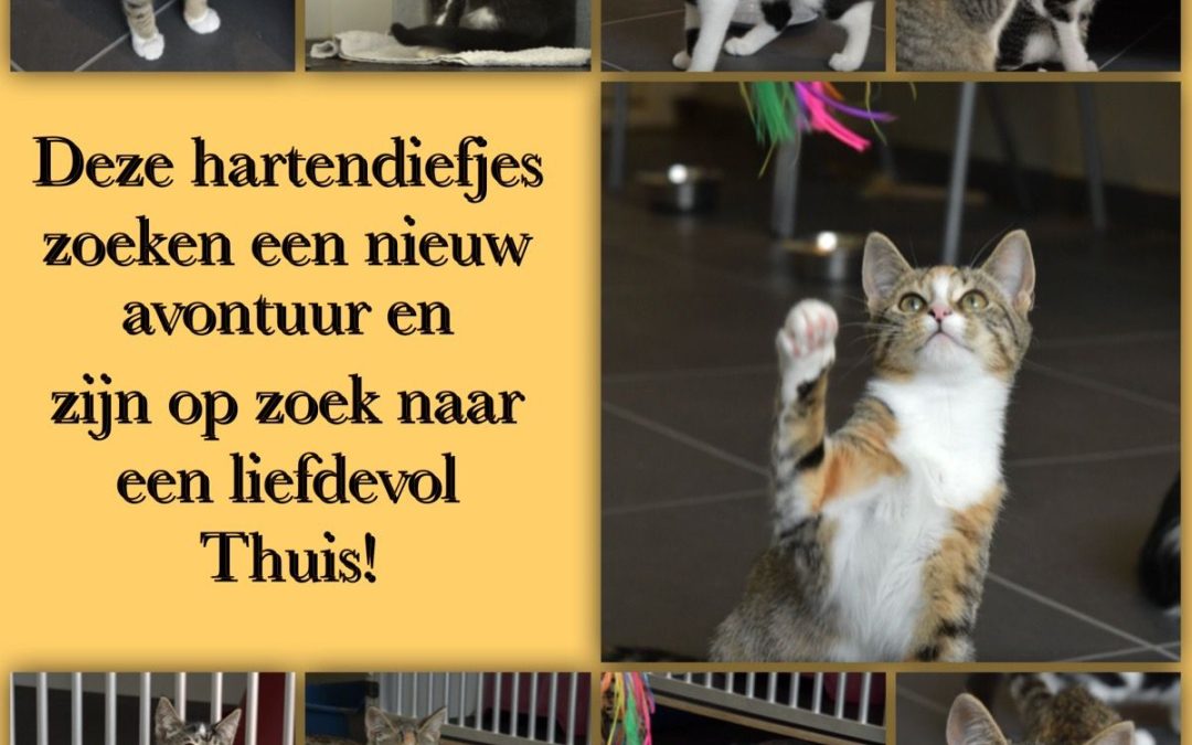 Kitten adoptiedag 11 juli