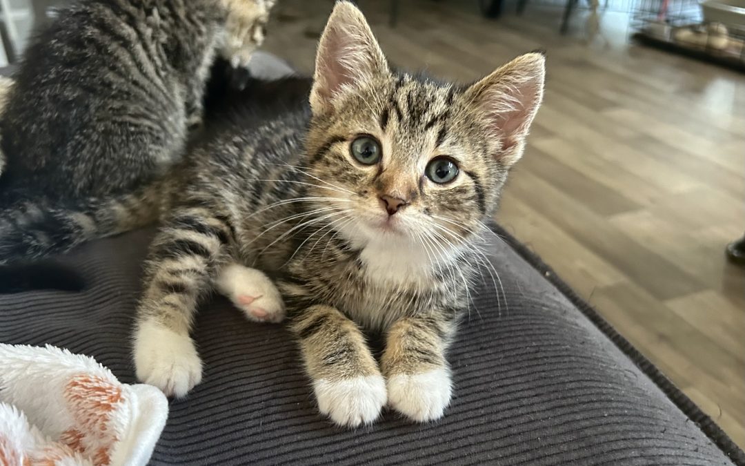 Yuki