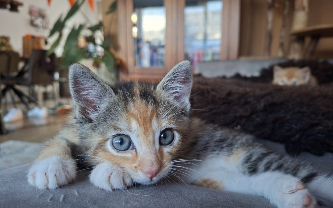 Rocky kitten